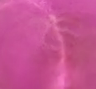 Pink Greenland Sapphire